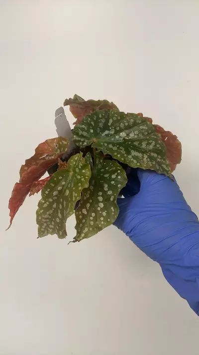 plant/PS-2927 Begonia ‘Tom Ment'-0-thumbnail