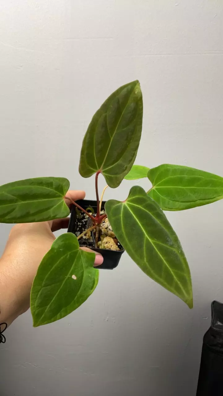 plant/3170 ra bessae x port-0