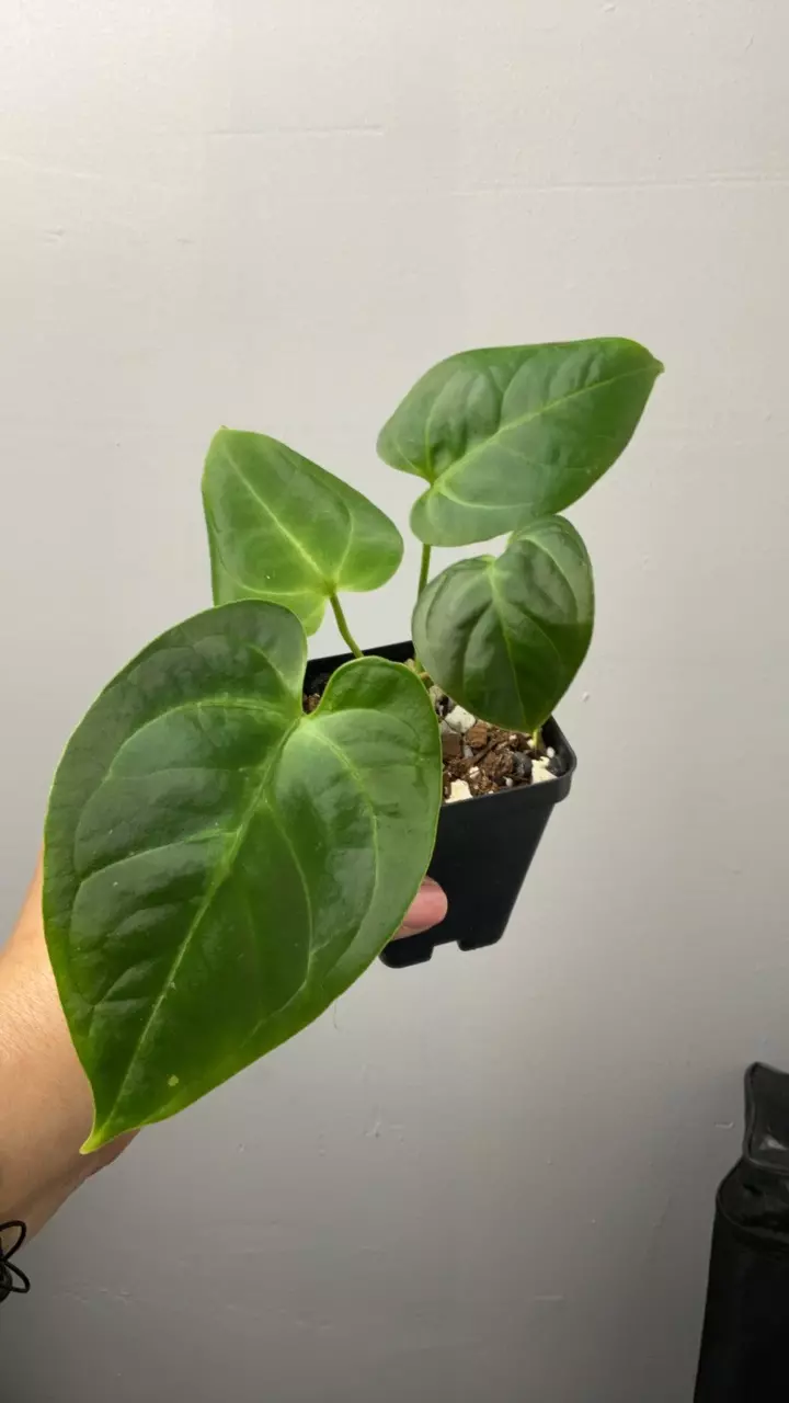 plant/3330 mag x blue pap-0