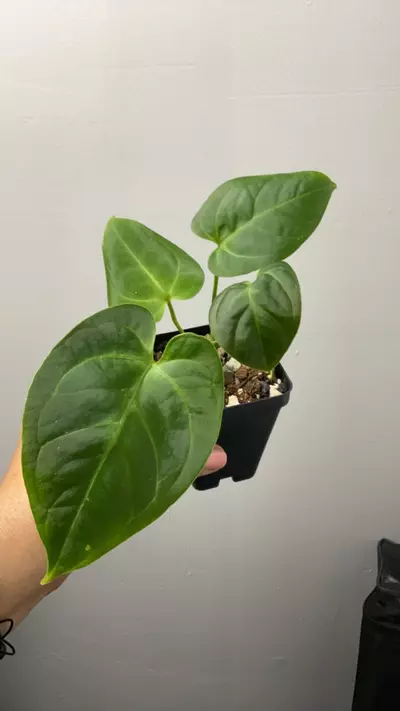 plant/3330 mag x blue pap-0-thumbnail