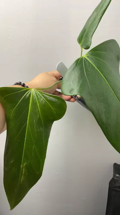 plant/3343 port dorito x rotundatum ( rory)-0-thumbnail