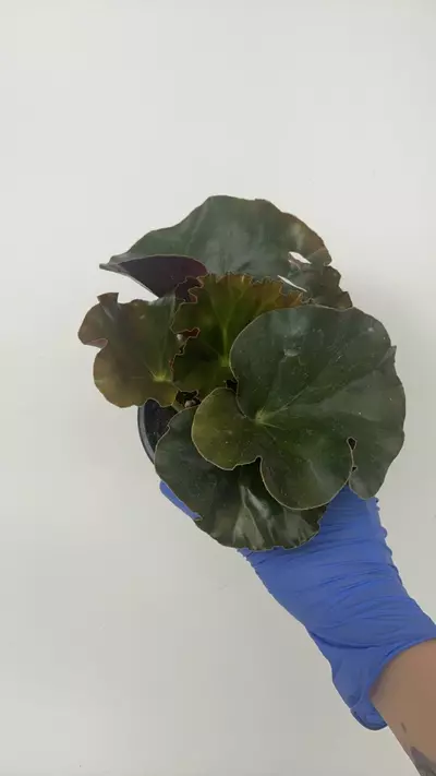 plant/PS-2929 Begonia ‘Alice Faye'-0-thumbnail