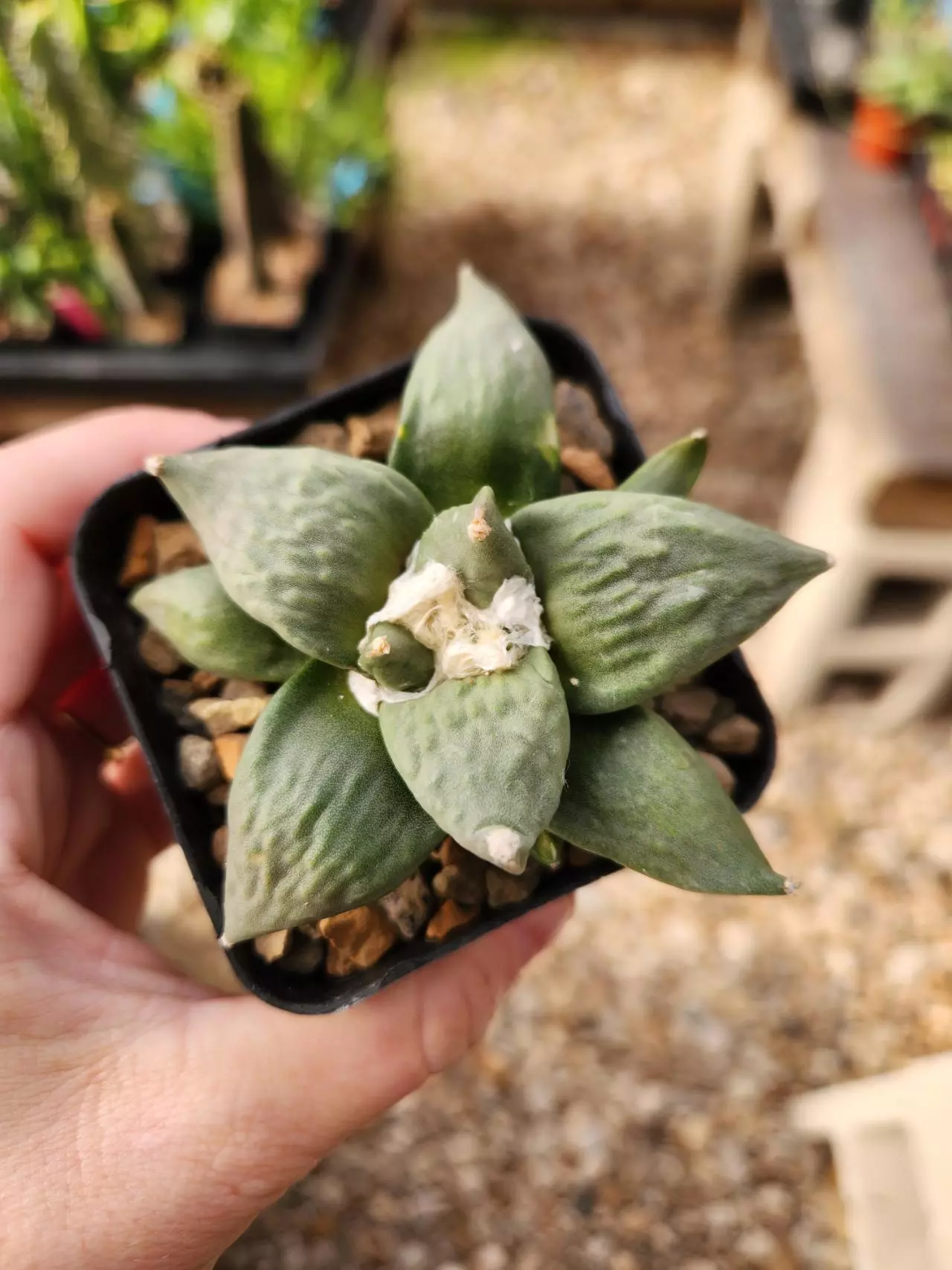 plant/Ariocarpus retusus v. furfuraceus-0