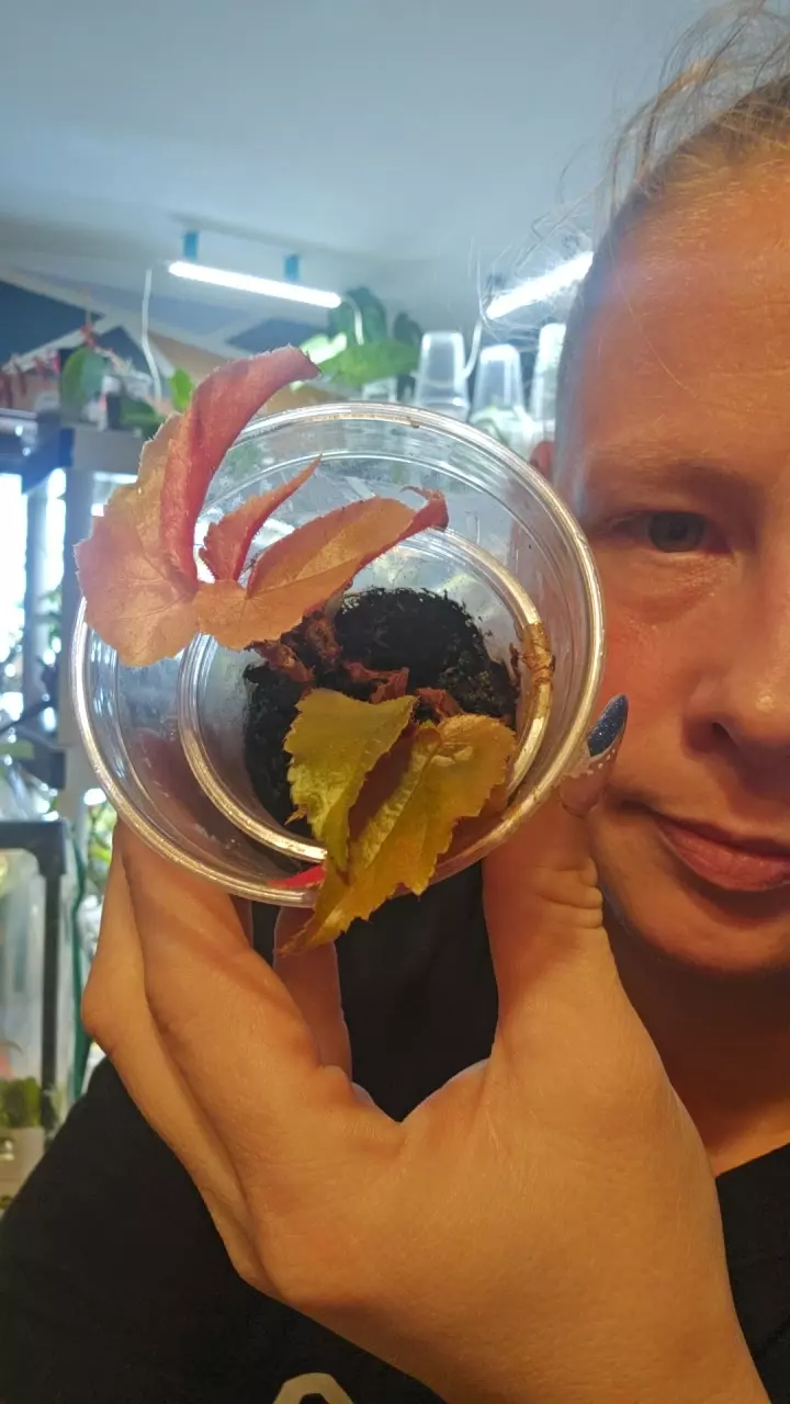 plant/ginny galaxy pup-0