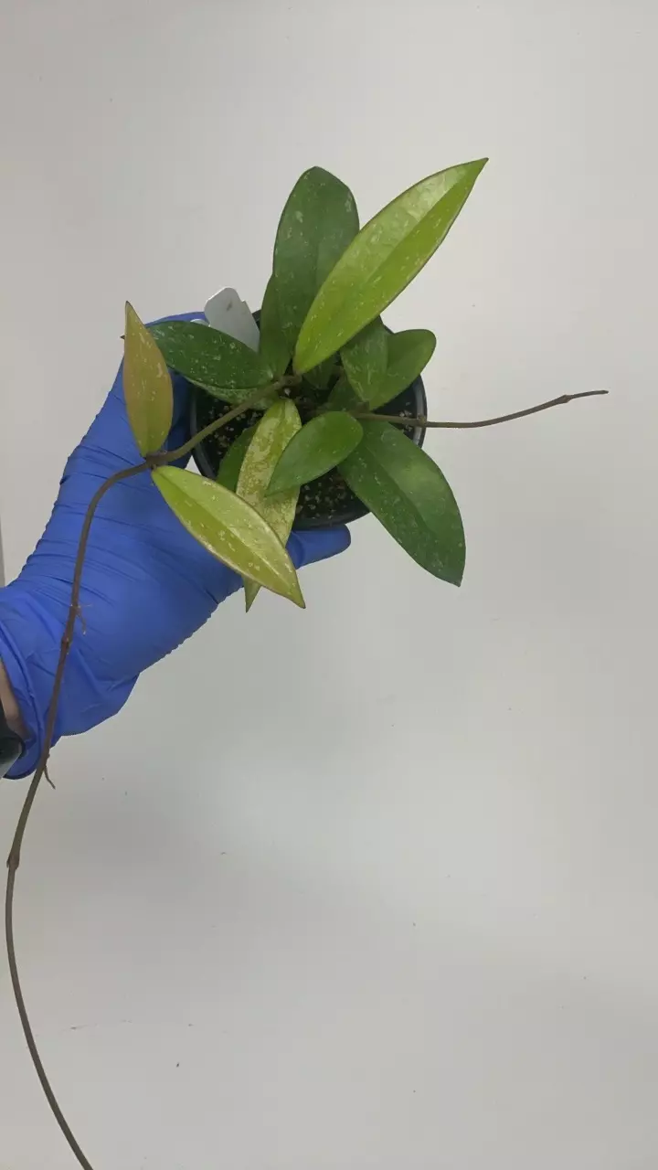 plant/PS-2919 Hoya pubicalyx ‘Bangkok Black Beauty’-0