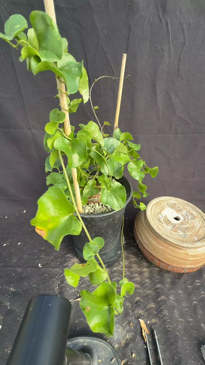 plant/d elephantipes 78-0