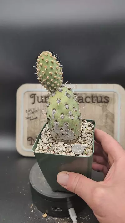 plant/m35 cumulopuntia tumdia 3" pot-0-thumbnail