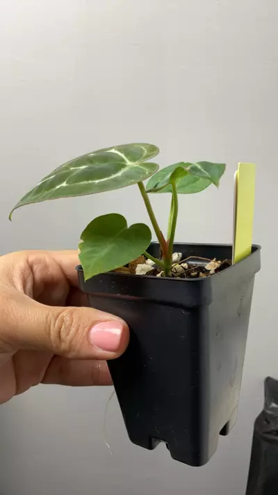 plant/3040 Michelle x self-1-thumbnail