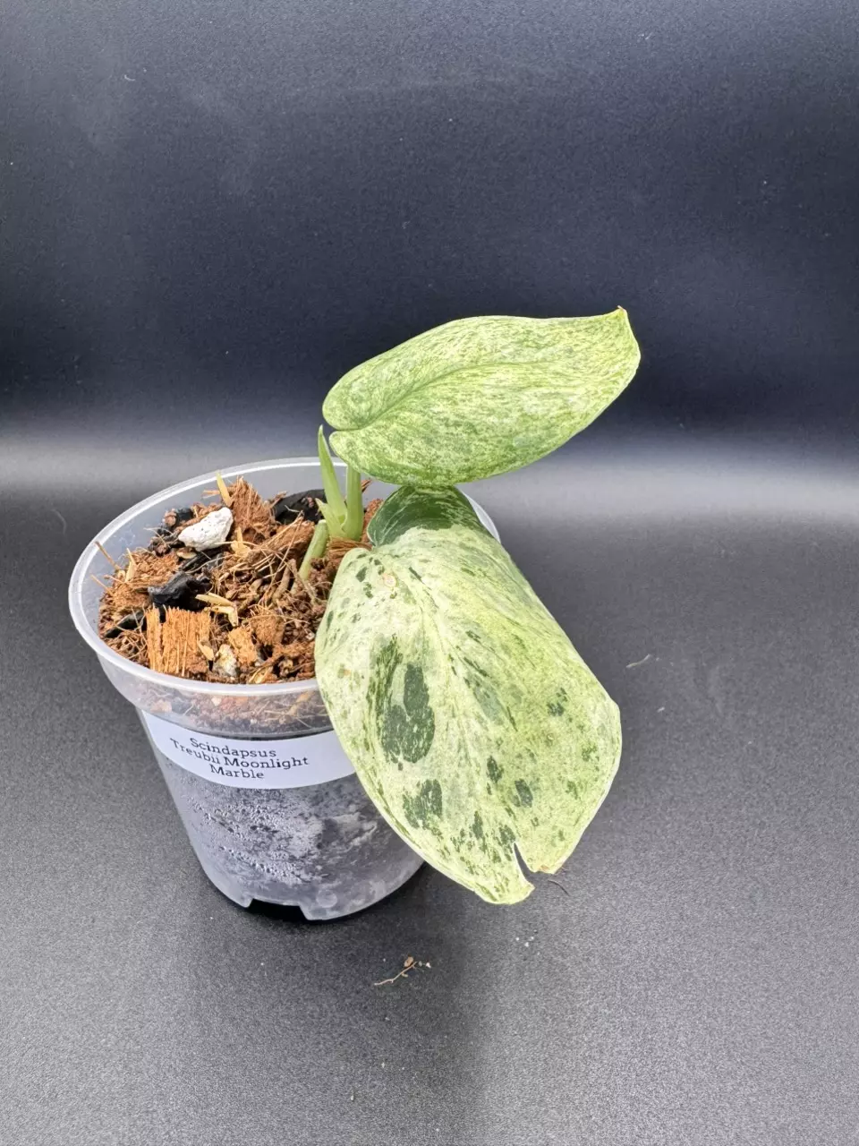 plant/Scindapsus Treubii Moonlight Marble-0