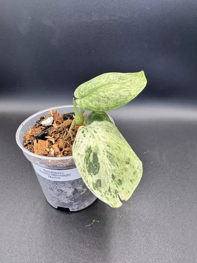plant/Scindapsus Treubii Moonlight Marble-0-thumbnail