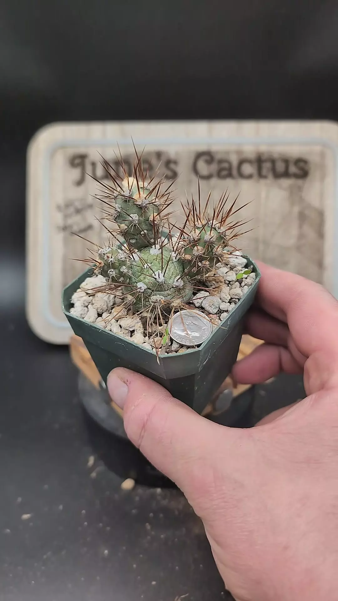 plant/m41 Tephrocactus dimorpha, 2.75" pot-0