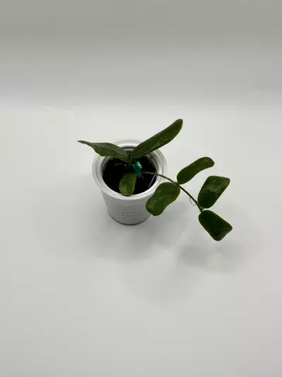 plant/Hoya Rotundiflora-0-thumbnail