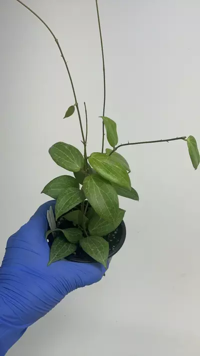 plant/PS-2926 Hoya fitchii-0-thumbnail