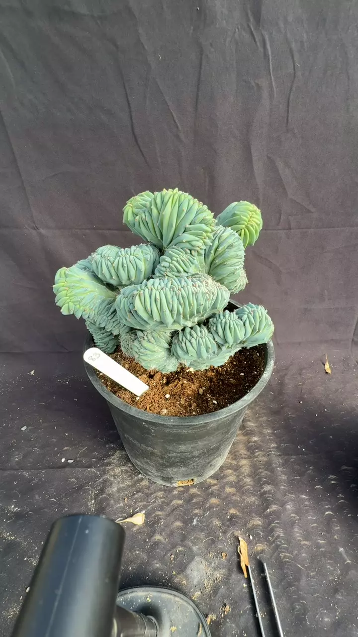 plant/myrtillocactus crest elite 83-0