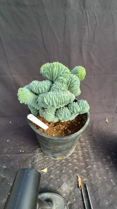 plant/myrtillocactus crest elite 83-0-thumbnail