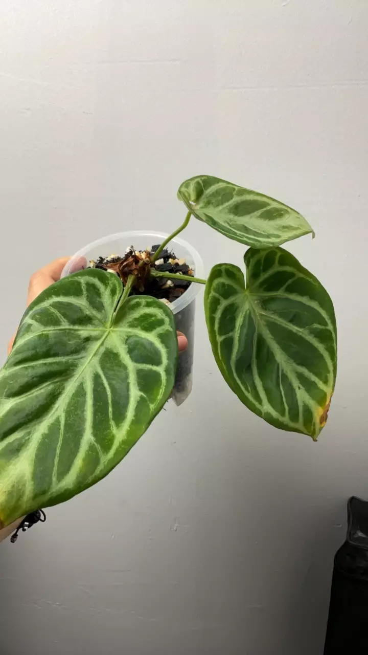 plant/3594 Doryaki x silver blush-0