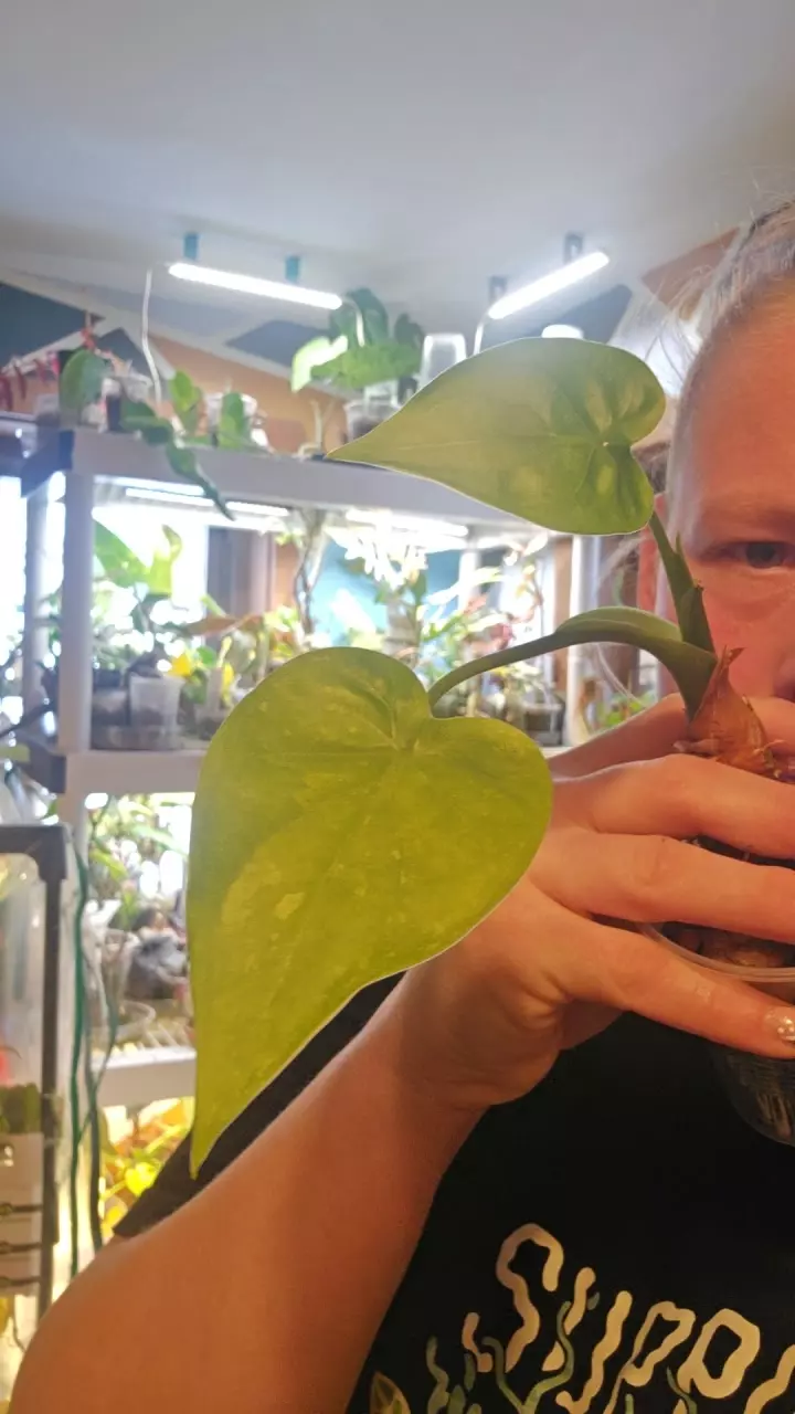 plant/Cucullata var mom-0