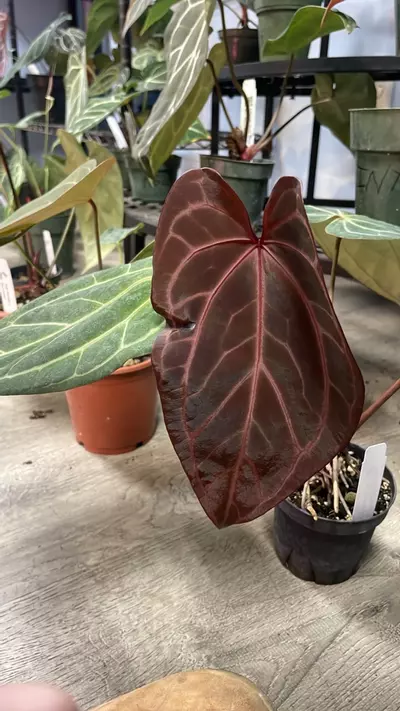 plant/A. Purple Crystal x Griege Red Crystal - 4” - (FRS)-0-thumbnail