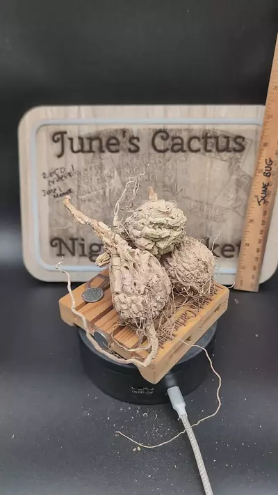 plant/m10 matelea cyclophylla, black flowers, caudex, gc-0-thumbnail