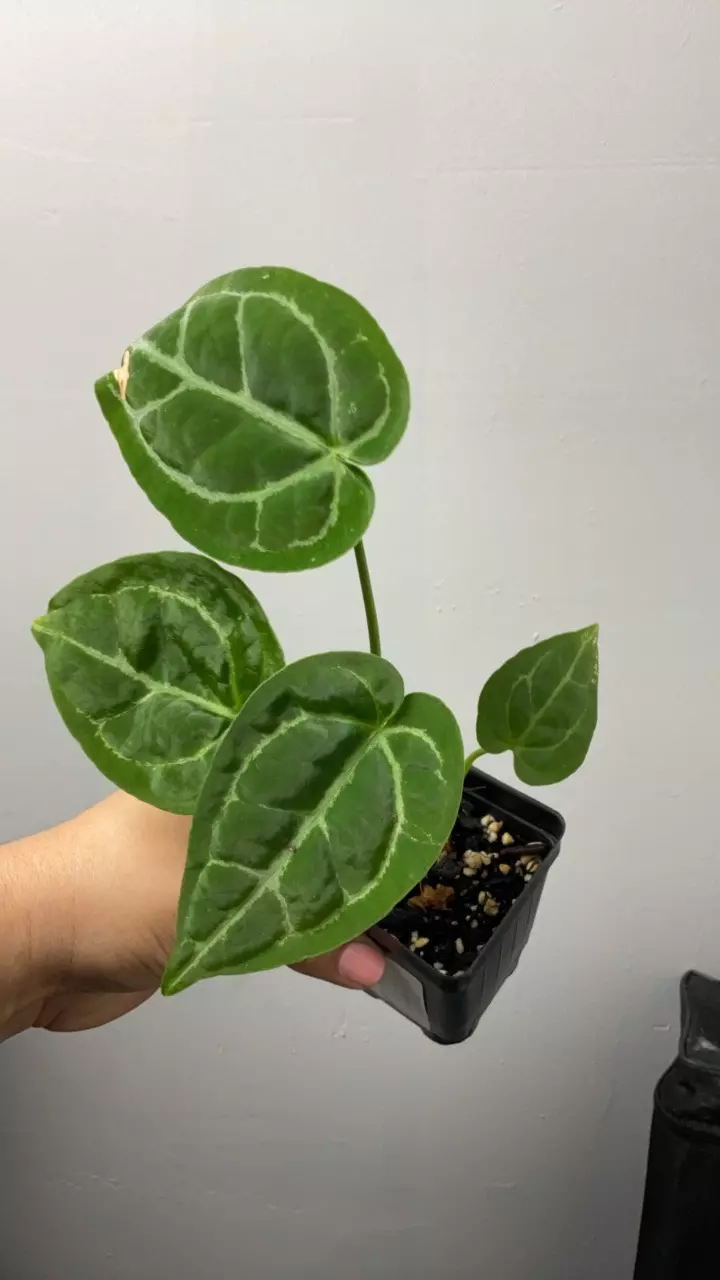 plant/3481 Doc block pap-0