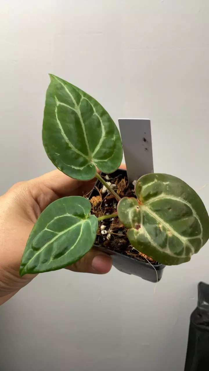 plant/3398 Michelle x self-0