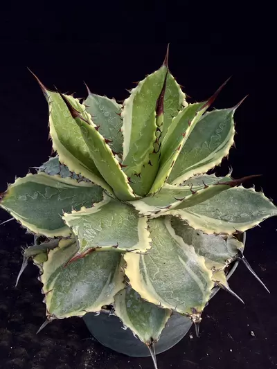 plant/agave bovicornuta x pygmeae ‘Illusion’-1-thumbnail