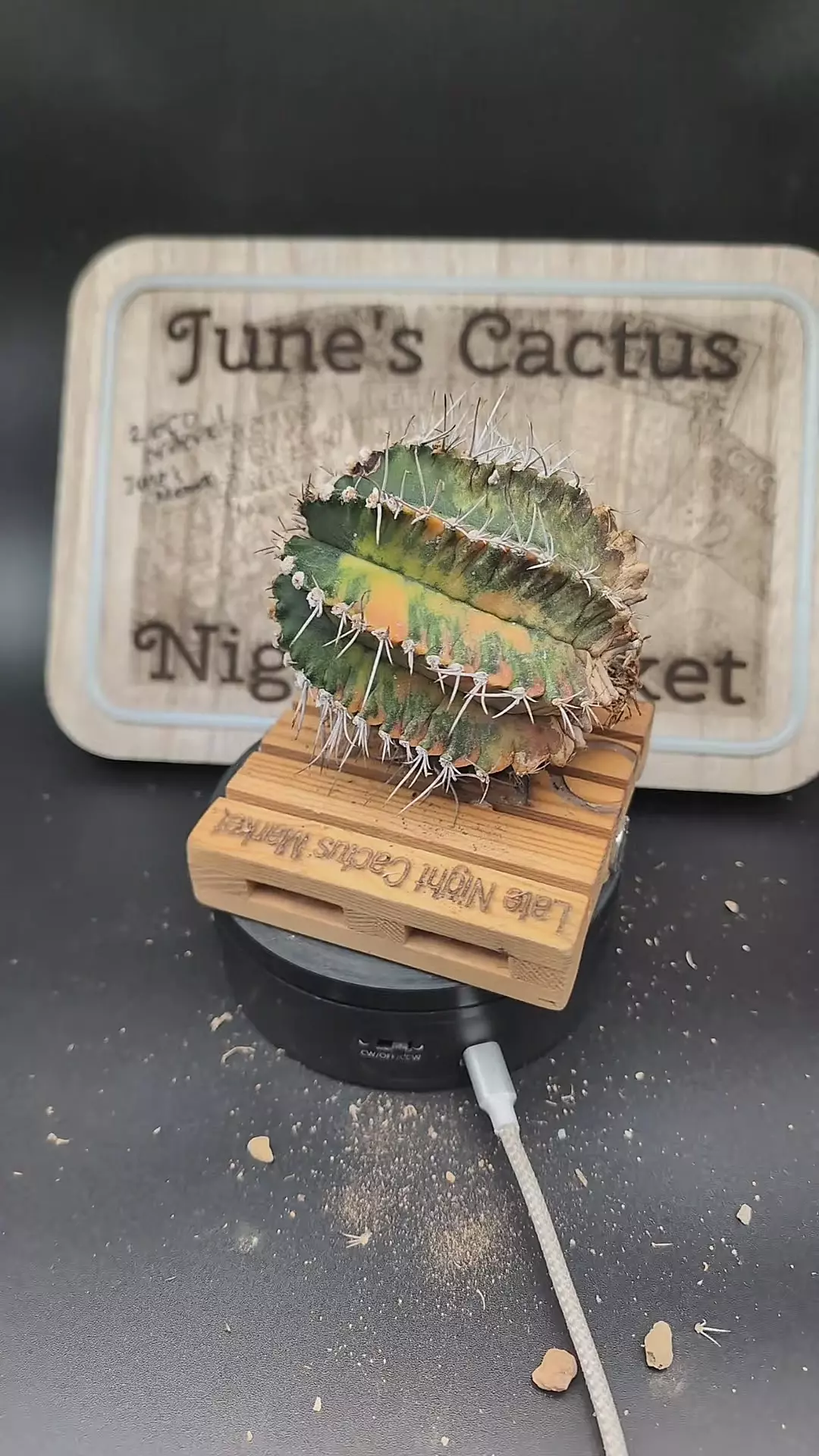 plant/m33 vari gymno 3.75" tall-0