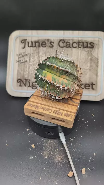 plant/m33 vari gymno 3.75" tall-0-thumbnail