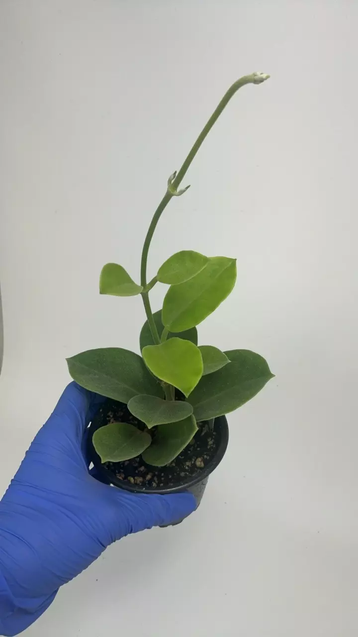 plant/PS-2918 Hoya australis ssp. keysii-0