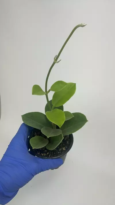 plant/PS-2918 Hoya australis ssp. keysii-0-thumbnail