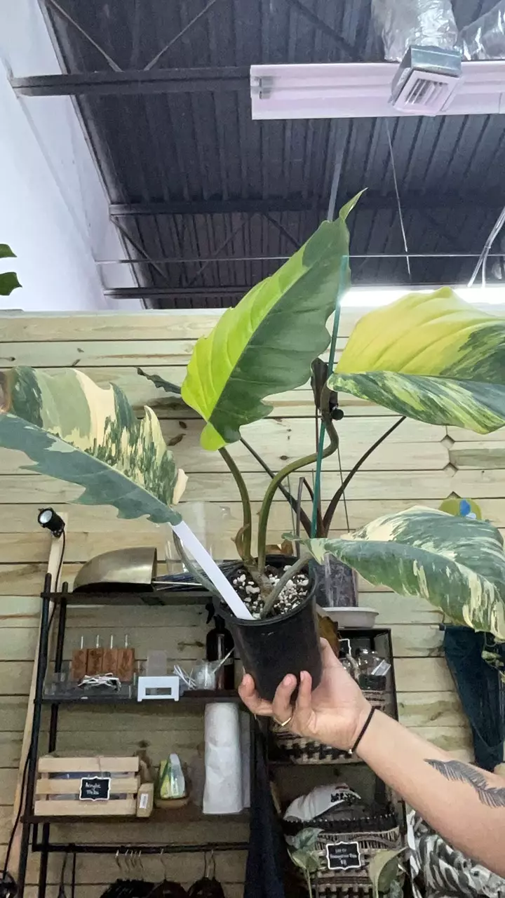 plant/3103 xl caramel marble-0