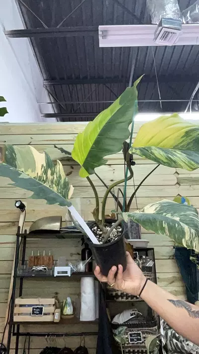 plant/3103 xl caramel marble-0-thumbnail