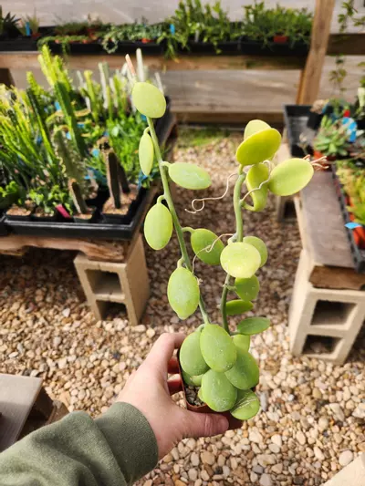 plant/Xerosicyos danguyi "Silver Dollar"-0-thumbnail