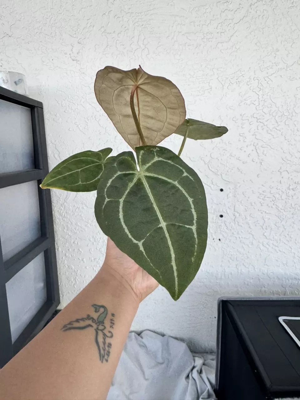 plant/A Forgetti x AOS x Black Crystal x Magnificent-1