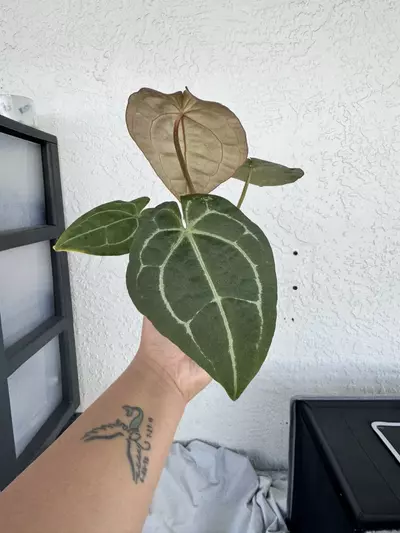 plant/A Forgetti x AOS x Black Crystal x Magnificent-1-thumbnail