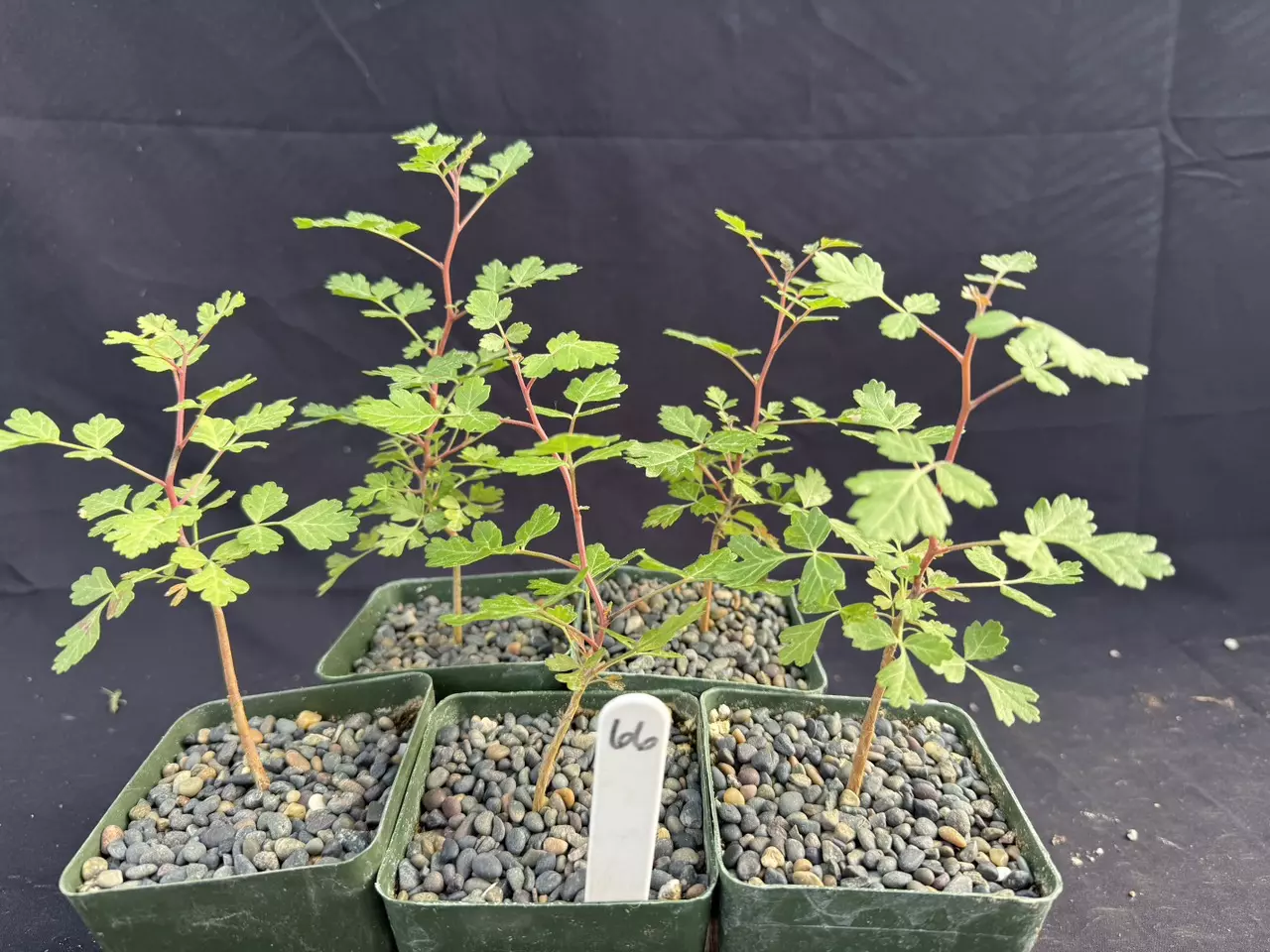 plant/Pachycormus discolor seedlings 66-0