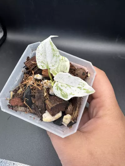 plant/A. Yellow Renaissance Variegated-0-thumbnail