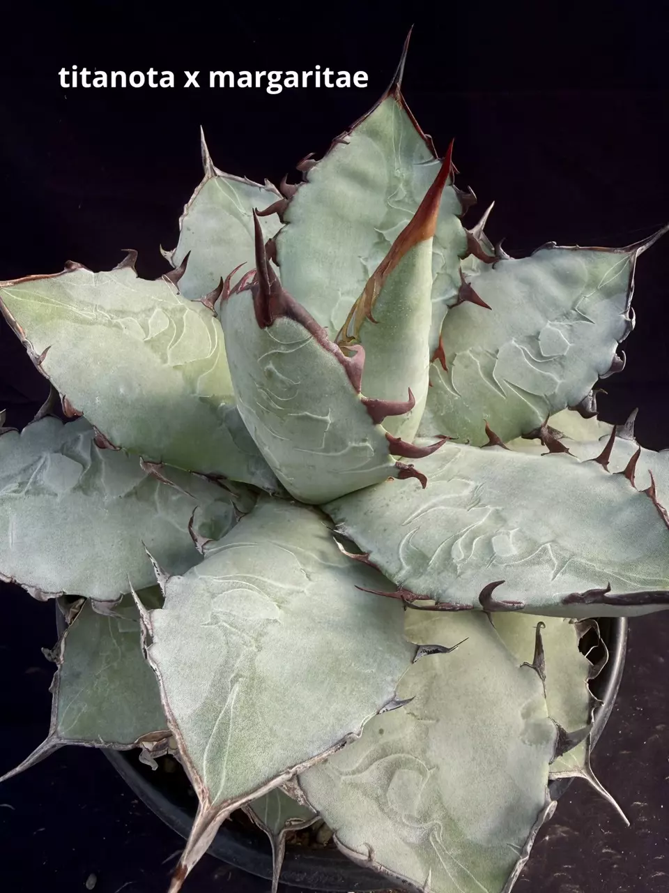 plant/A titanota x margaritae 31-0