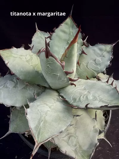 plant/A titanota x margaritae 31-0-thumbnail