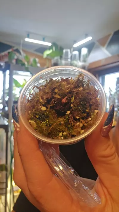 plant/pbv corm-0-thumbnail