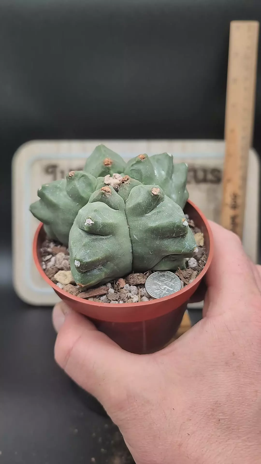 plant/m19 Astro myrio kikko 4" pot-0