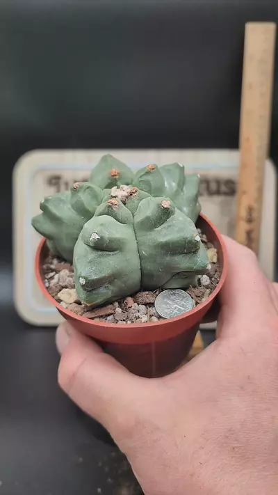 plant/m19 Astro myrio kikko 4" pot-0-thumbnail