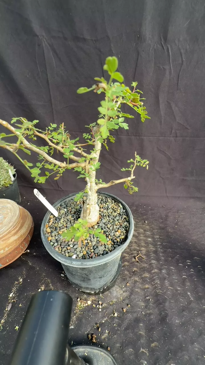 plant/P discolor 309-0