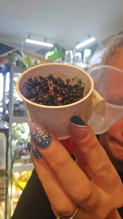 plant/wentii pink splash-0-thumbnail