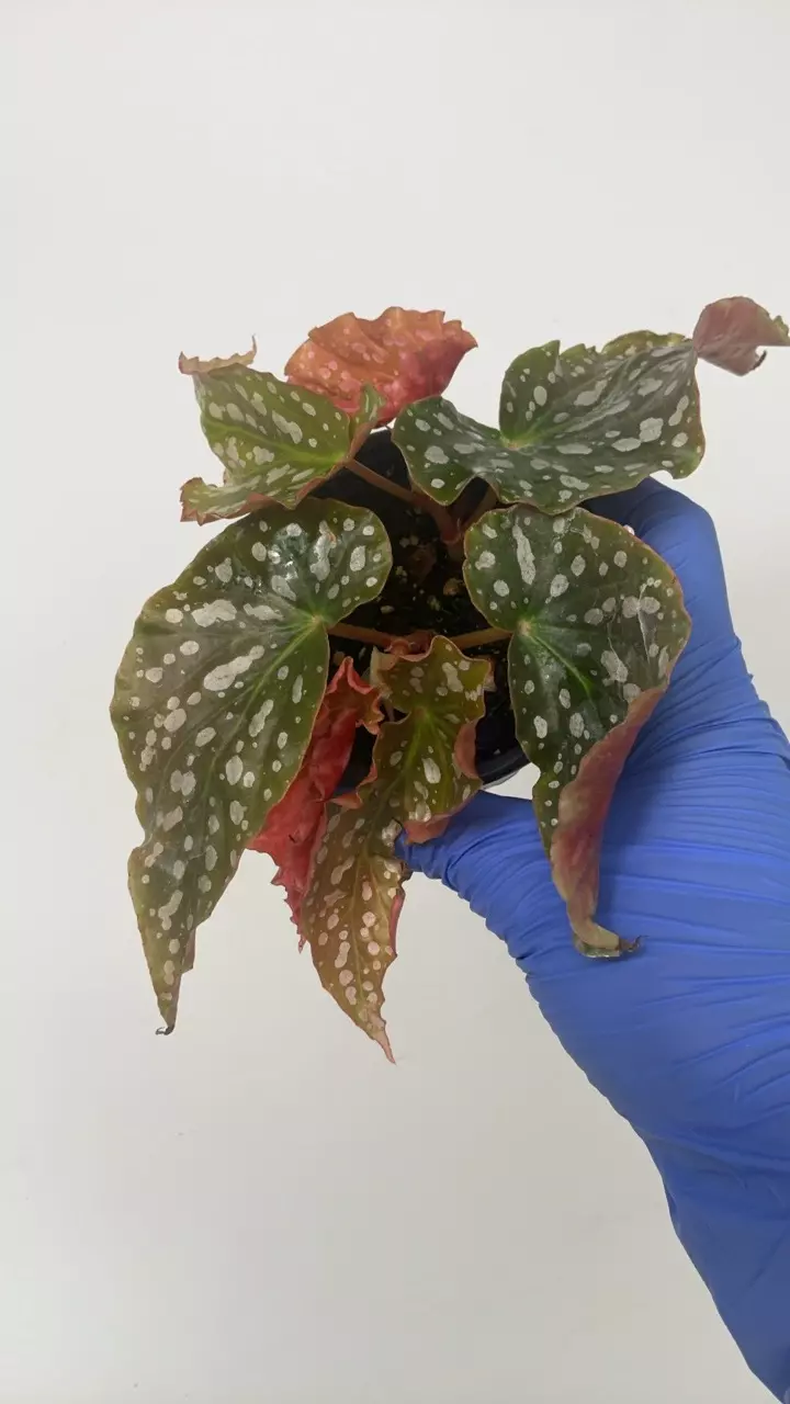 plant/PS-2928 Begonia ‘Tom Ment'-0