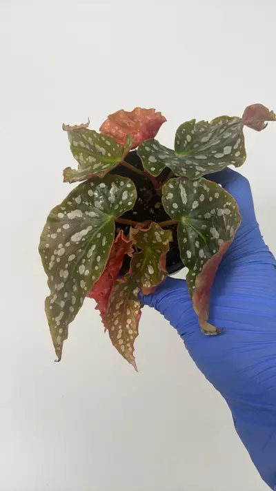 plant/PS-2928 Begonia ‘Tom Ment'-0-thumbnail