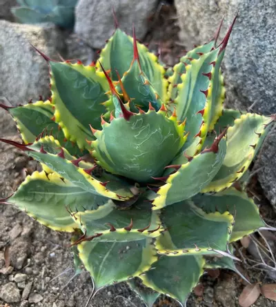 plant/agave bovicornuta x pygmeae ‘Illusion’-0-thumbnail