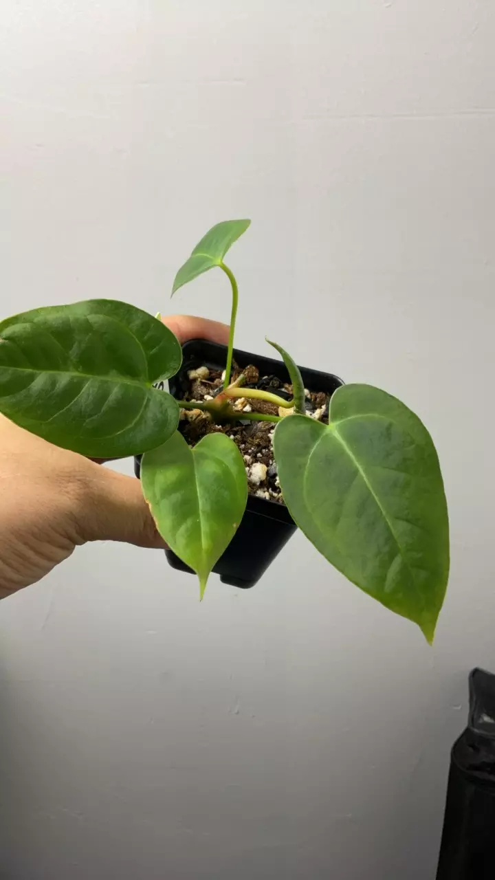 plant/3694 mag x blue pap-0