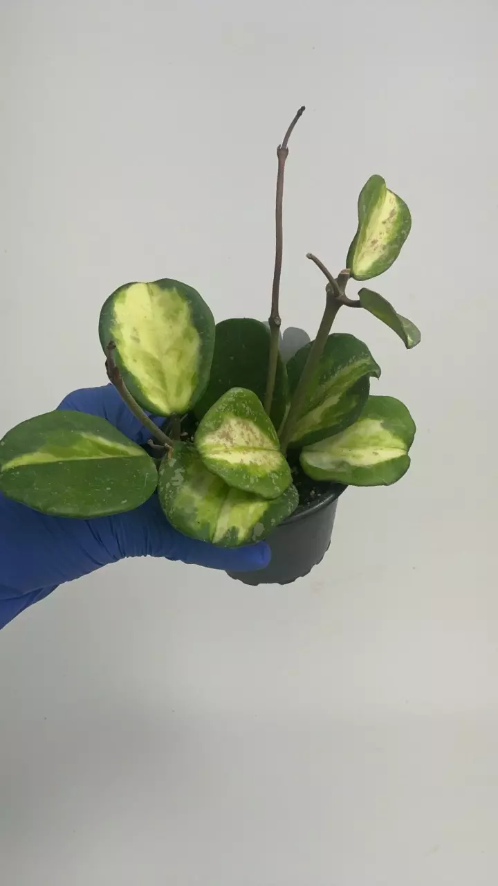 plant/PS-2921 Hoya obovata variegata (Splash)-0