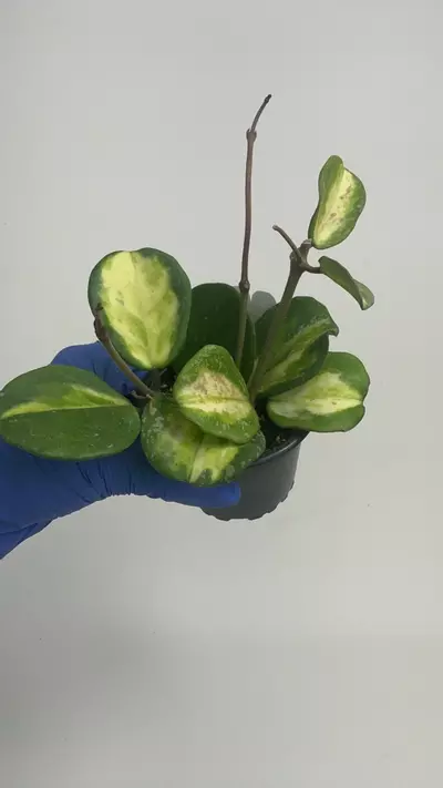 plant/PS-2921 Hoya obovata variegata (Splash)-0-thumbnail